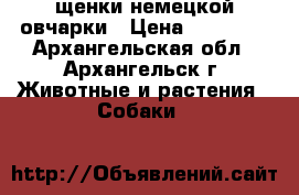щенки немецкой овчарки › Цена ­ 15 000 - Архангельская обл., Архангельск г. Животные и растения » Собаки   